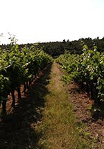 Allée entre des pieds de vigne